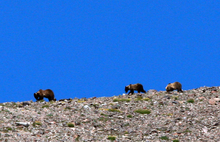Grizzly Moth Site